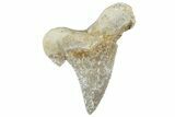 Serrated Sokolovi (Auriculatus) Shark Tooth - Dakhla, Morocco #312629-1